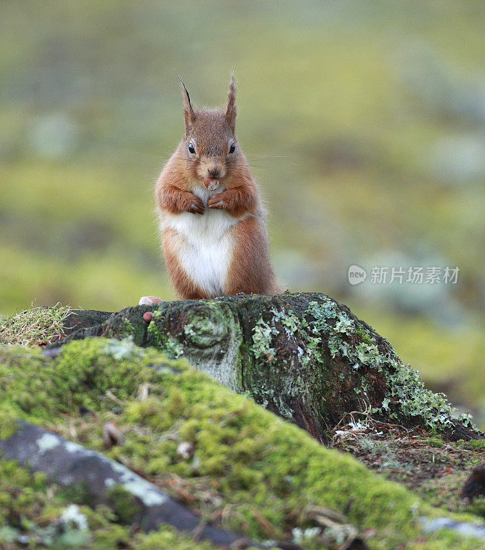 欧亚红松鼠(Sciurus vulgaris)